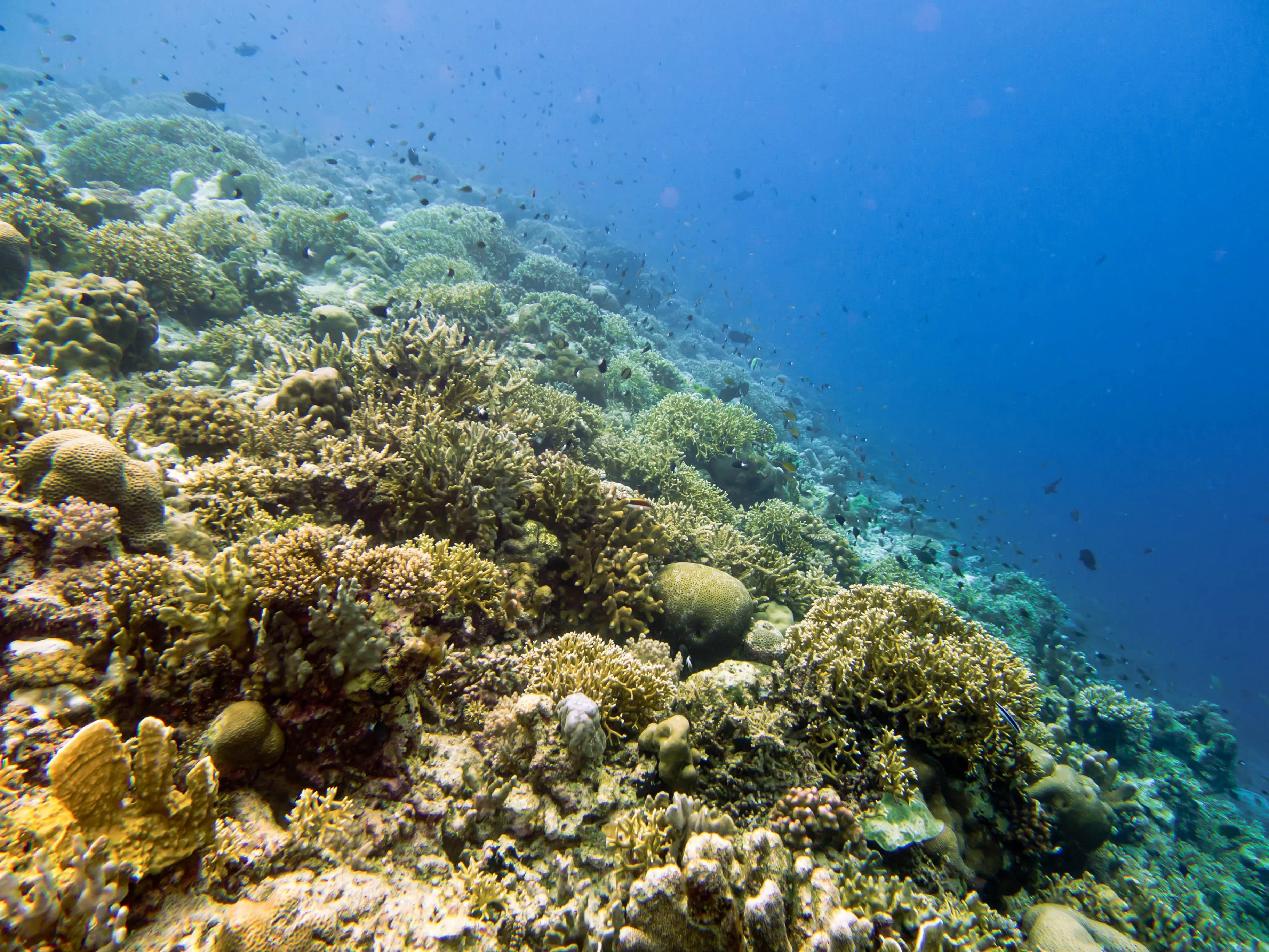 Colorful coral reef in clear turquoise water